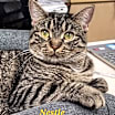 Thumbnail photo of Nestle #1