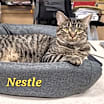 Thumbnail photo of Nestle #2