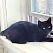 Thumbnail photo of Midnight #3