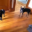 Thumbnail photo of Midnight #4