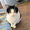 Thumbnail photo of Monkey #2