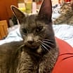 Thumbnail photo of Pebbles #1