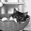 Thumbnail photo of Lucy #1