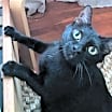 Thumbnail photo of Moxi #3