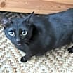 Thumbnail photo of Moxi #4