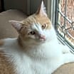 Thumbnail photo of Apollo #2