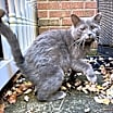 Thumbnail photo of Charlie #1