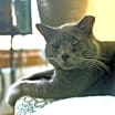 Thumbnail photo of Charlie #2
