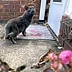 Thumbnail photo of Charlie #3