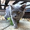 Thumbnail photo of Charlie #4