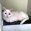 Thumbnail photo of Duchess #1