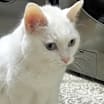 Thumbnail photo of Duchess #2