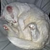 Thumbnail photo of Duchess #3