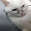 Thumbnail photo of Duchess #4