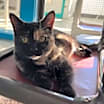Thumbnail photo of Dolly #1