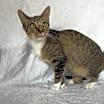 Thumbnail photo of Livia #1