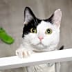 Thumbnail photo of Mochi [READ BIO PLS] #1