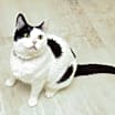 Thumbnail photo of Mochi [READ BIO PLS] #3