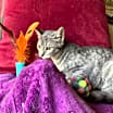 Thumbnail photo of Dusty #3