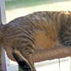 Thumbnail photo of Rupert #3
