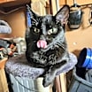 Thumbnail photo of JiJi #1