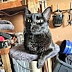 Thumbnail photo of JiJi #2