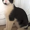 Thumbnail photo of Sammy (Samson) ***Courtesy Post *** #1