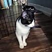 Thumbnail photo of Sammy (Samson) ***Courtesy Post *** #2