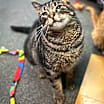 Thumbnail photo of Maisie Sweetheart #1
