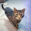 Thumbnail photo of Maisie Sweetheart #3