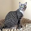Thumbnail photo of Anise #4