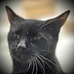 Thumbnail photo of Crissie #1