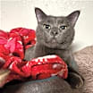 Thumbnail photo of Grayson #2