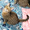 Thumbnail photo of Disney Prince & Princess - Flynn #4