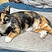 Thumbnail photo of Lucille: Not at shelter (Barbe) #3