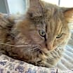 Thumbnail photo of Mollie #2