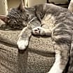 Thumbnail photo of Gideon #1