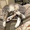 Thumbnail photo of Gideon #2