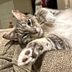 Thumbnail photo of Gideon #3