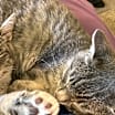Thumbnail photo of Gideon #4