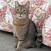 Thumbnail photo of Layla #3