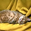 Thumbnail photo of Mitchell #1