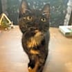 Thumbnail photo of Nutmeg #1