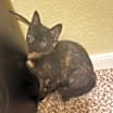 Thumbnail photo of Nutmeg #2