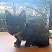 Thumbnail photo of Nutmeg #3