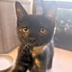 Thumbnail photo of Nutmeg #4