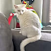 Thumbnail photo of Leo #1