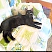 Thumbnail photo of Smokey #1