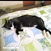 Thumbnail photo of Smokey #4