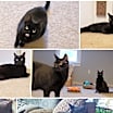 Thumbnail photo of Jellybean and Toothless #1